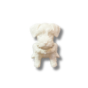 Schnauzer Figurine White